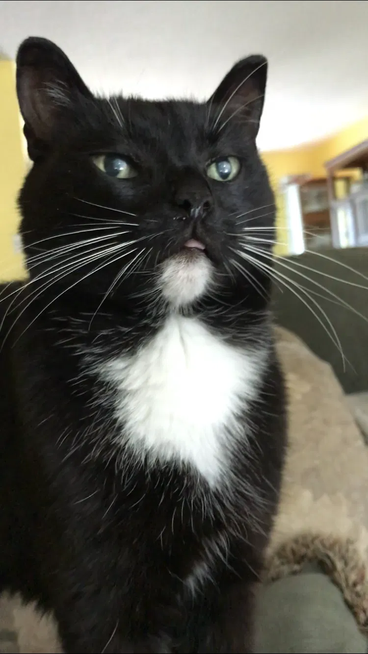 Lost cat in Unknown, AL, 0