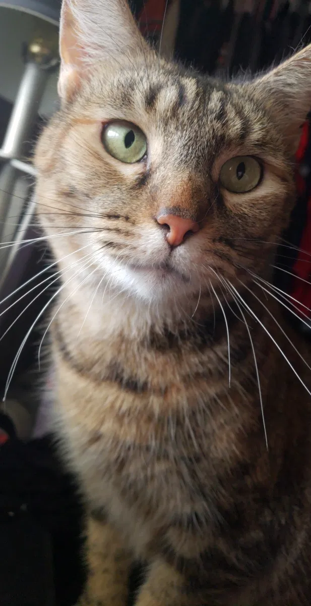 Lost cat in Hamilton, OH, 45013
