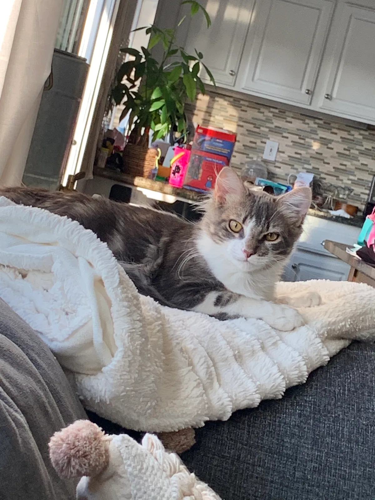Lost cat in Temecula, CA, 92592