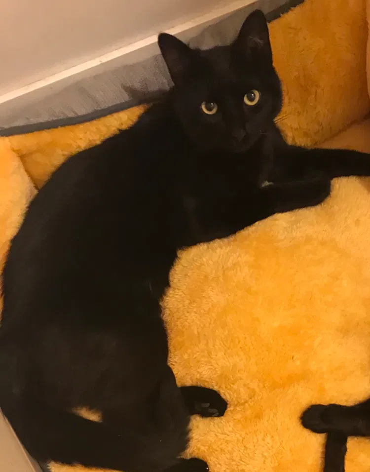 Lost cat in Fresno, CA, 93727