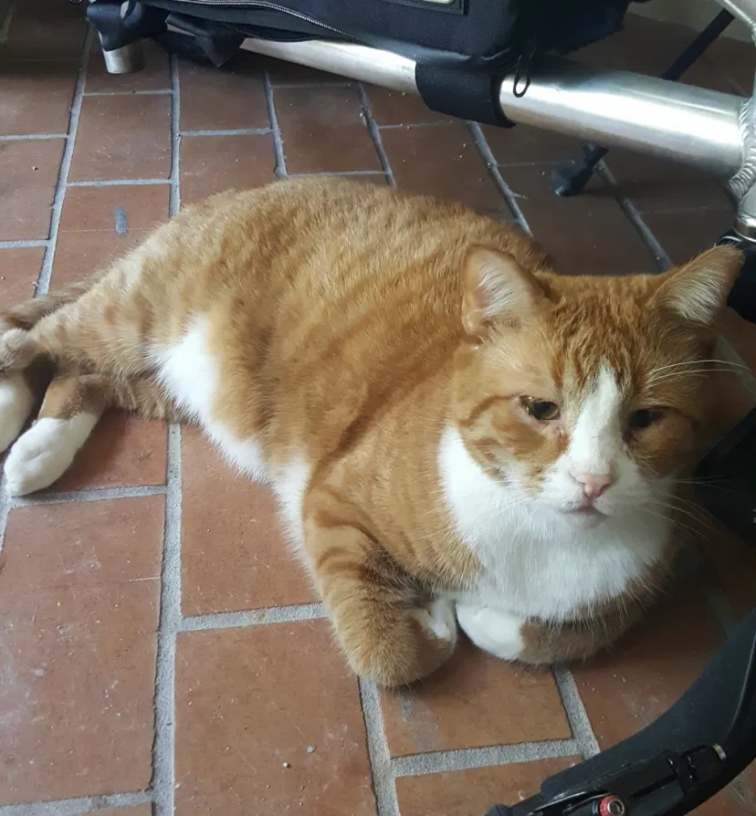 Lost cat in Wellington, FL, 33414