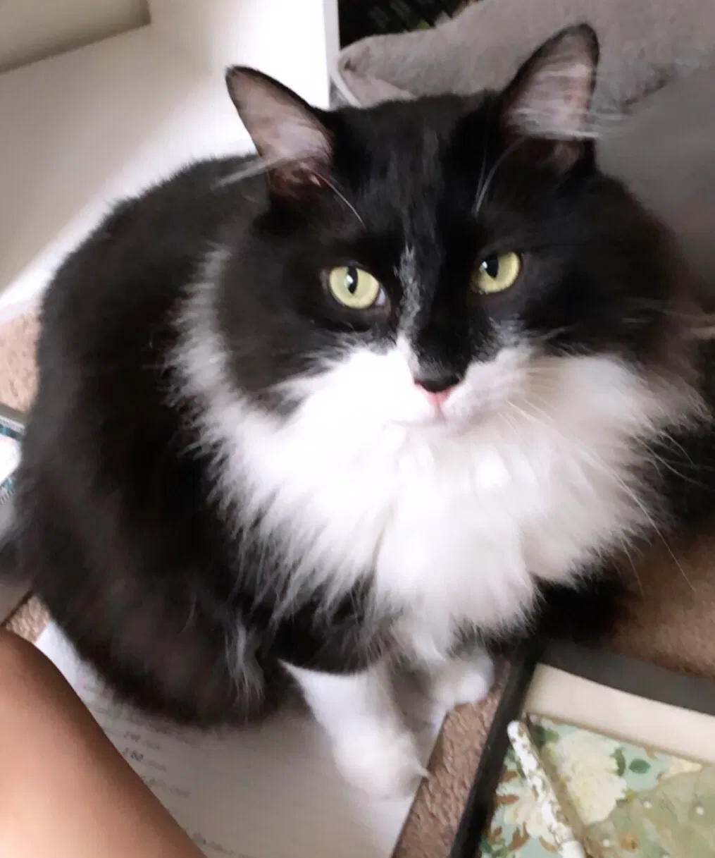 Lost cat in Murfreesboro, TN, 37129