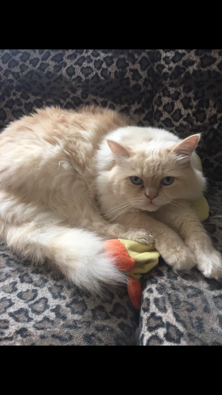 Lost cat in Warrington, PA, 18976