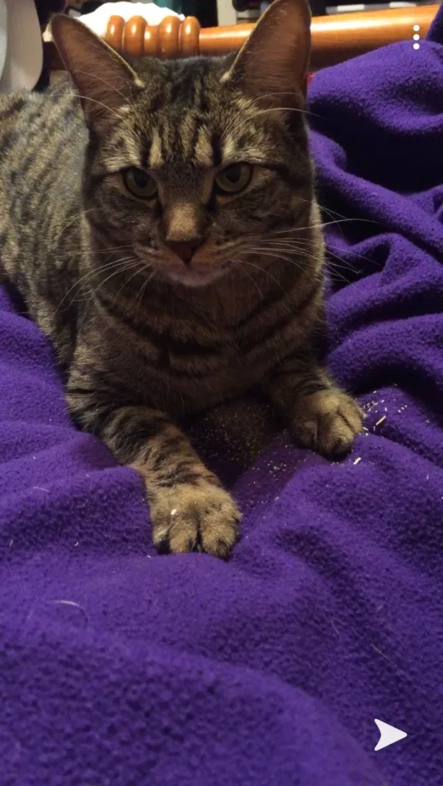 Lost cat in Montgomery, TX, 77356