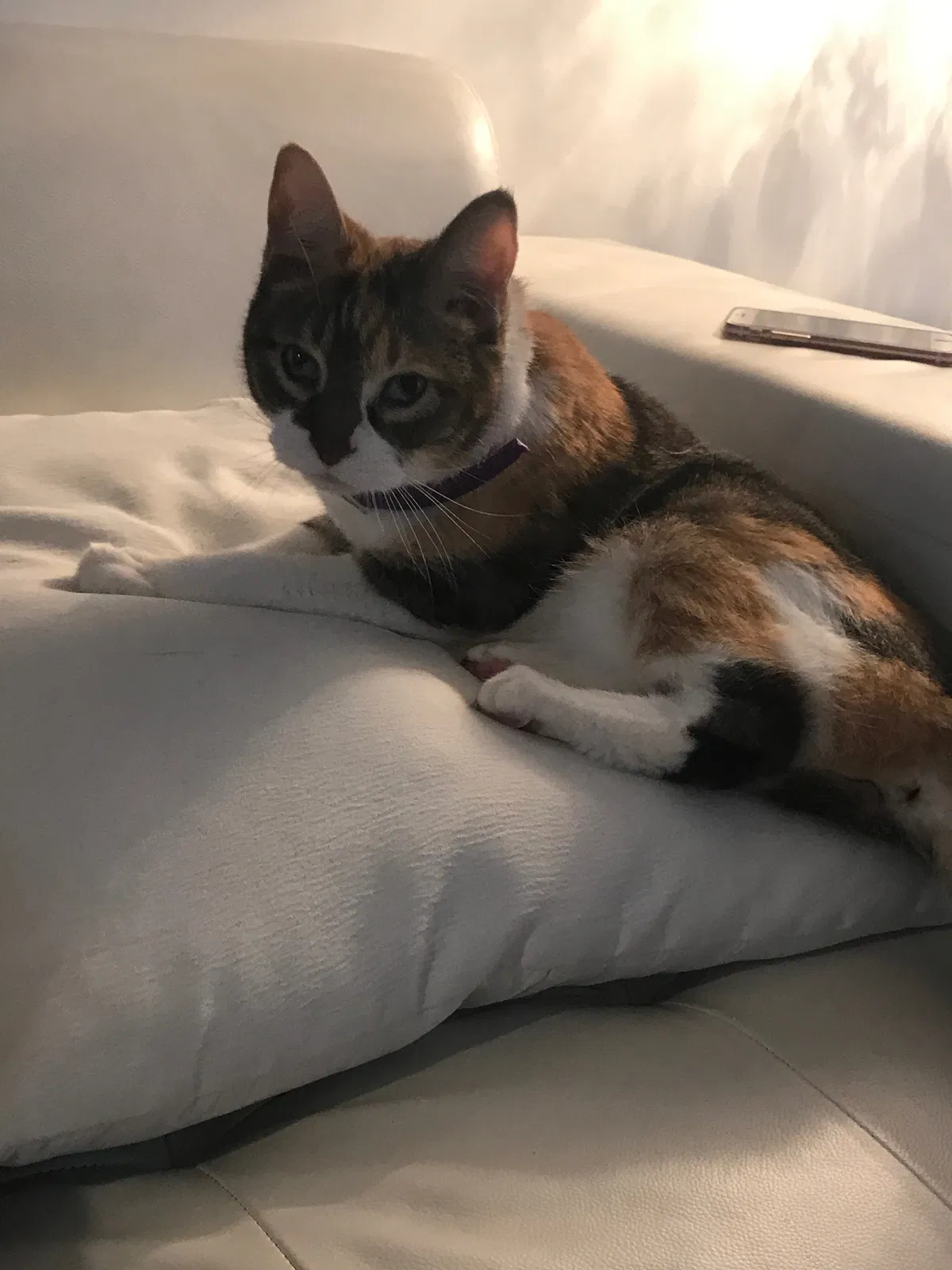 Lost cat in Jupiter, FL, 33458
