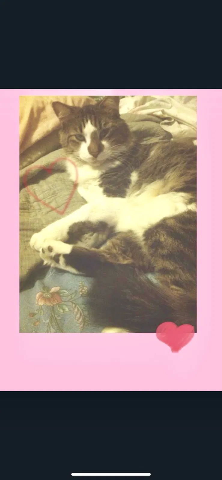 Lost cat in Pensacola, FL, 32514