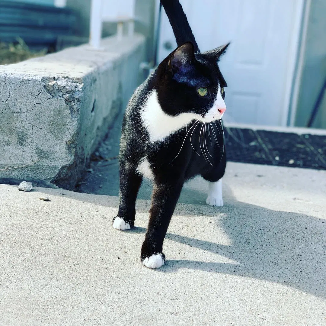 Lost cat in Salt Lake City, UT, 84128