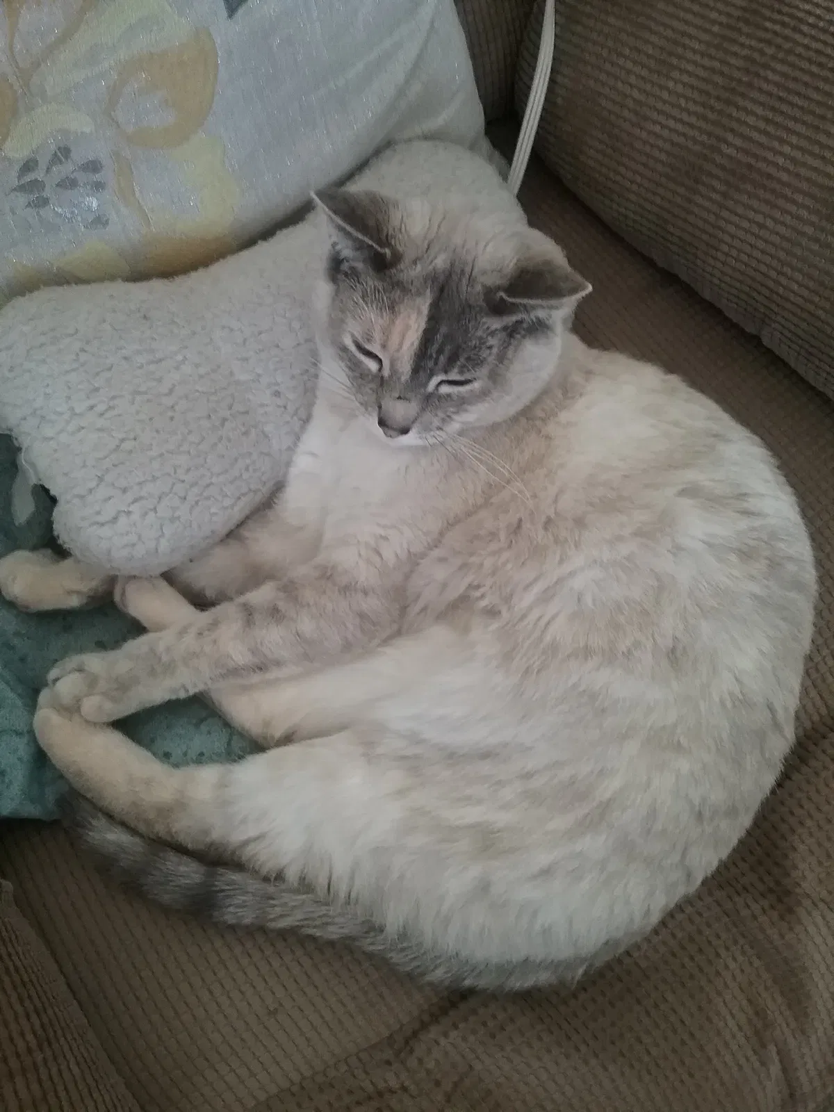 Lost cat in Gardnerville, NV, 89410