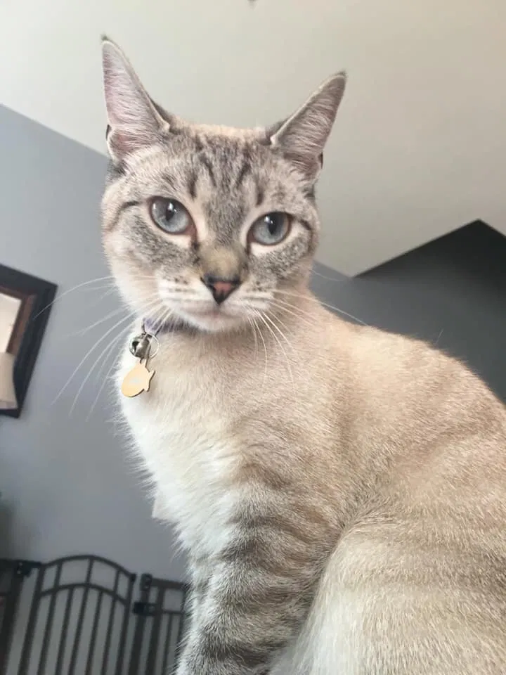 Lost cat in Towson, MD, 21286