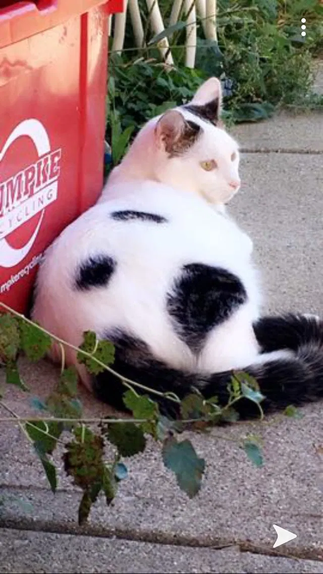Lost cat in Trenton, OH, 45067