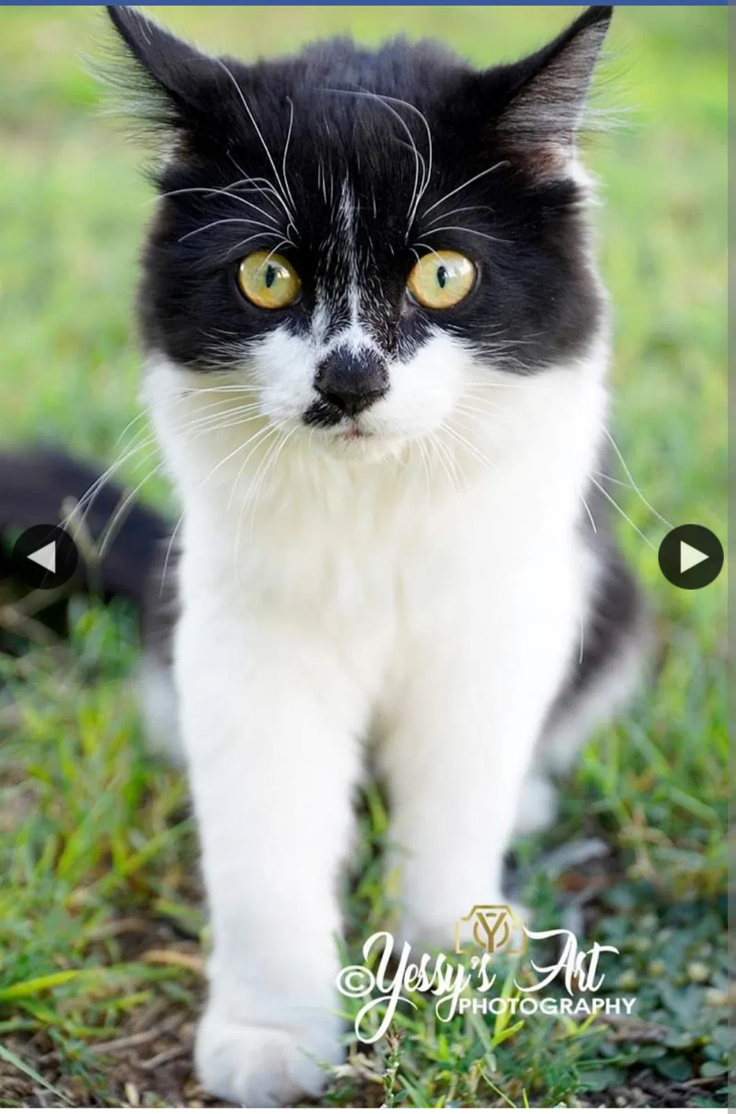 Lost cat in Mesa, AZ, 85202