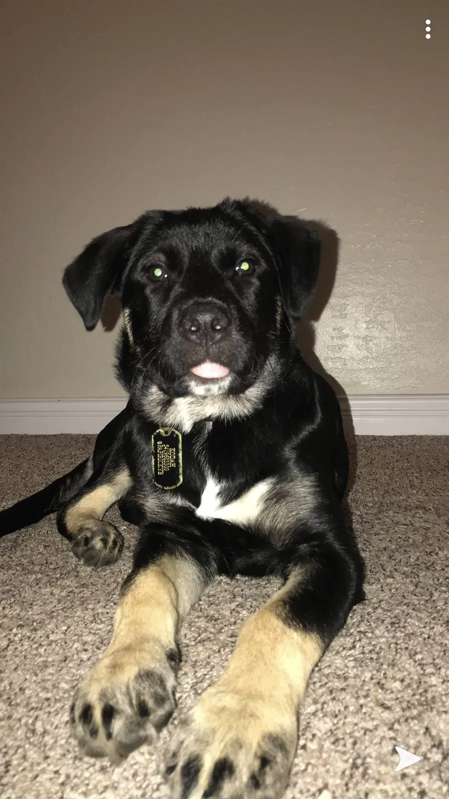 Lost dog in La Push, WA, 98350