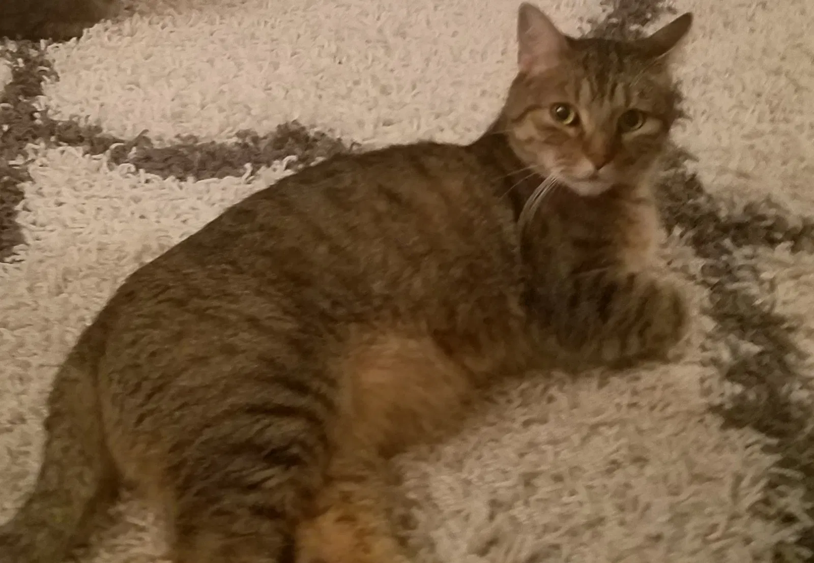 Lost cat in Hibbing, MN, 55746