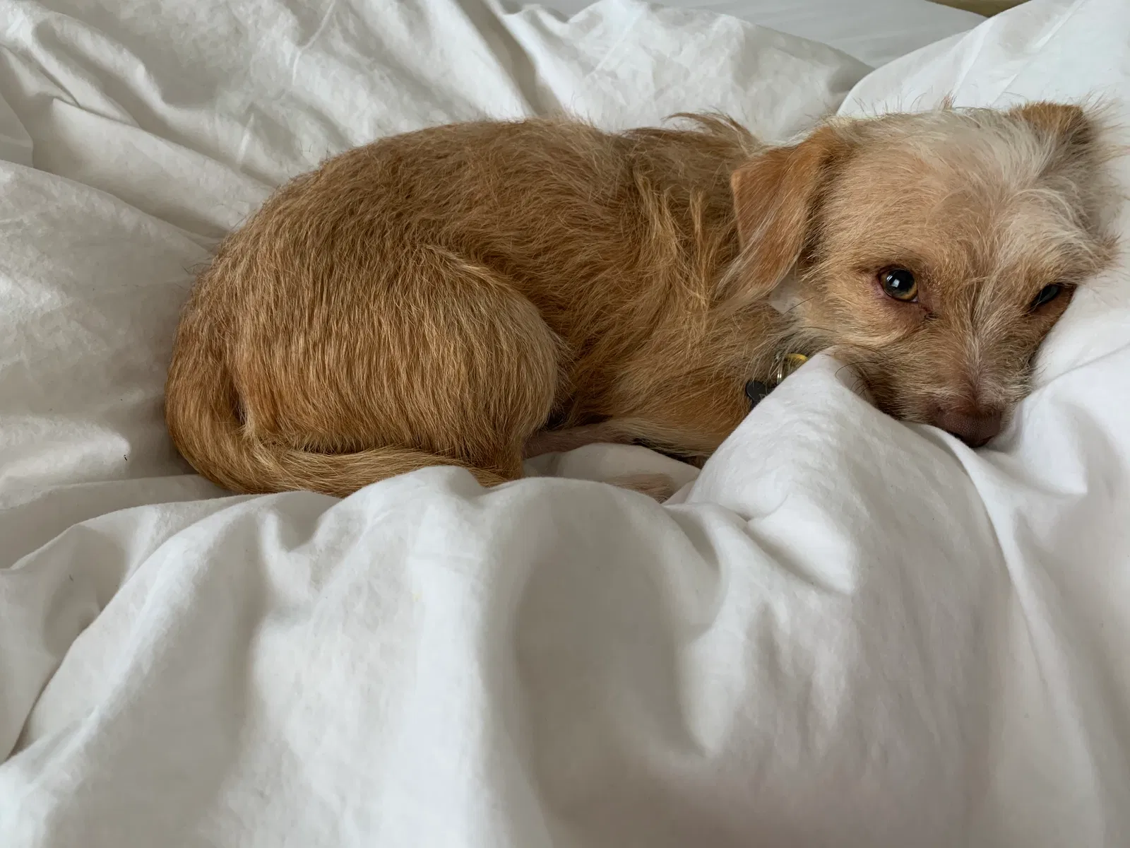 Lost dog in Monroeville, NJ, 8343