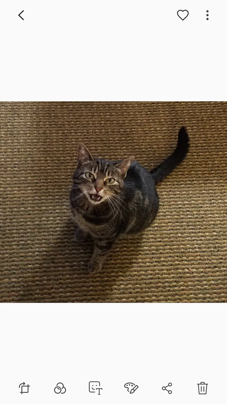 Lost cat in Cypress, TX, 77429