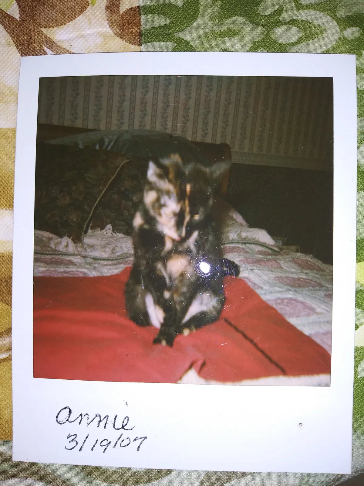 Lost cat in Johnston, RI, 2919