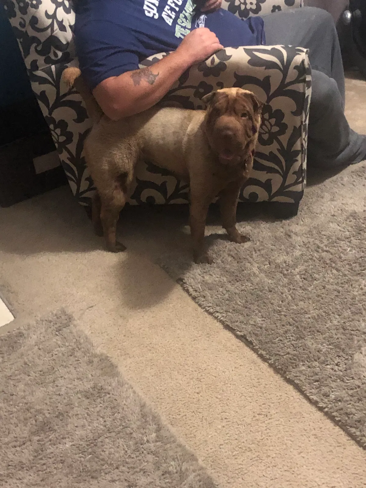Lost dog in Columbus, OH, 43223