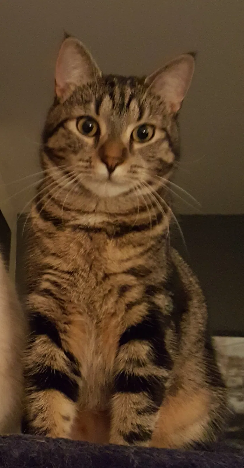 Lost cat in Navarre, FL, 32566