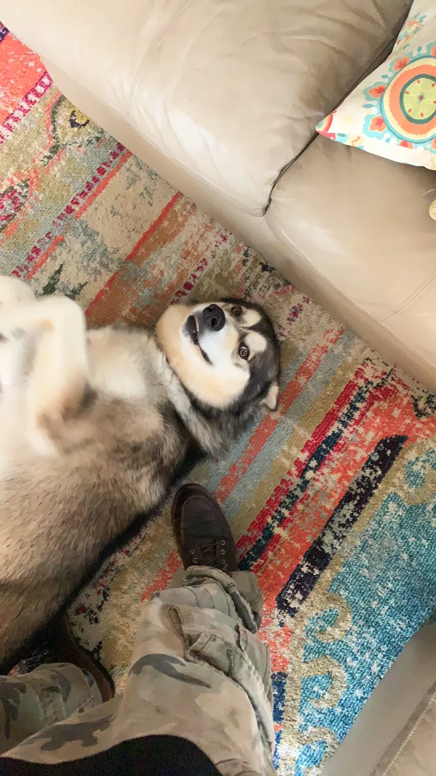 Lost dog in Lansing, MI, 48906