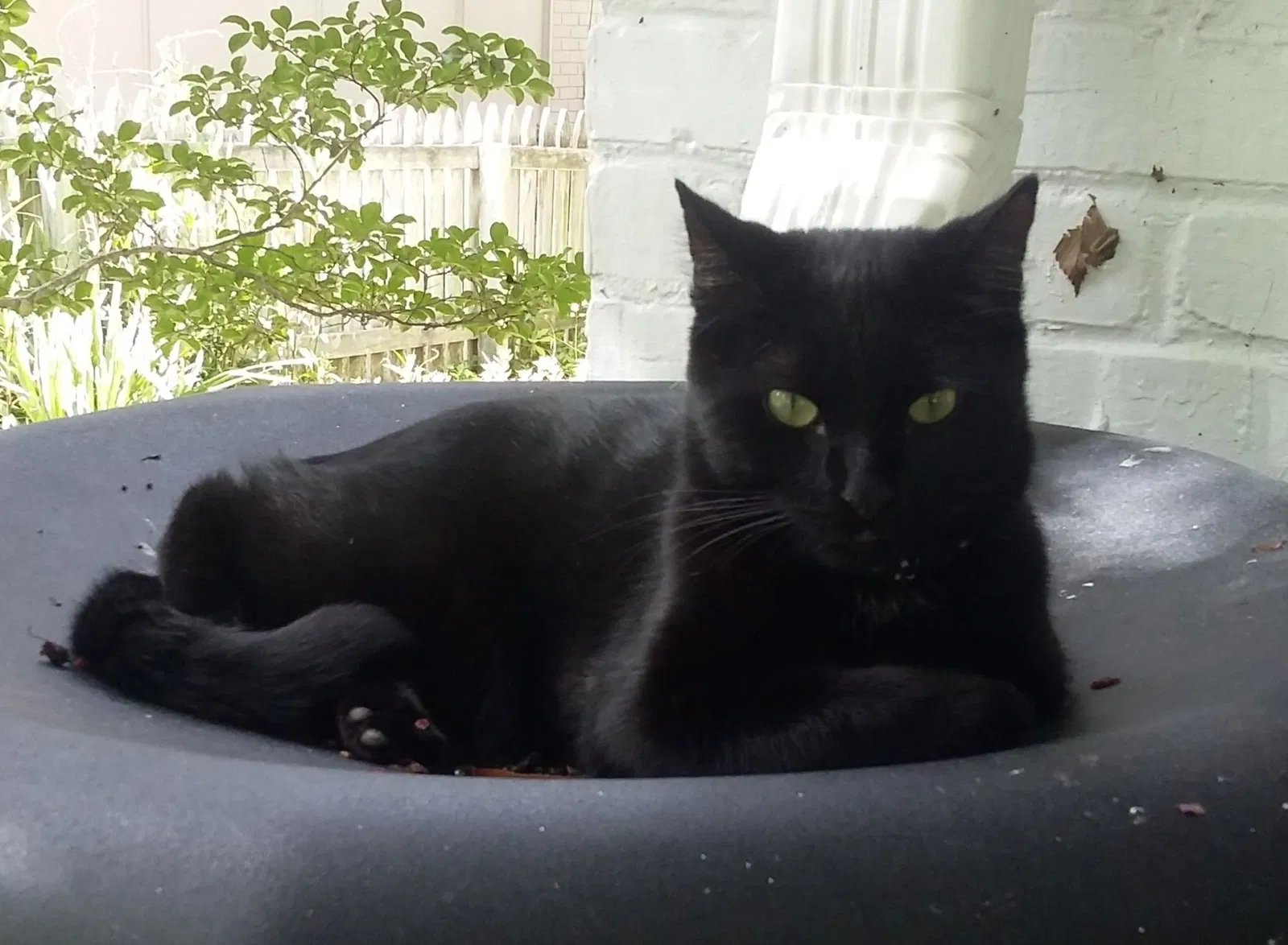 Lost cat in Greensboro, NC, 27401