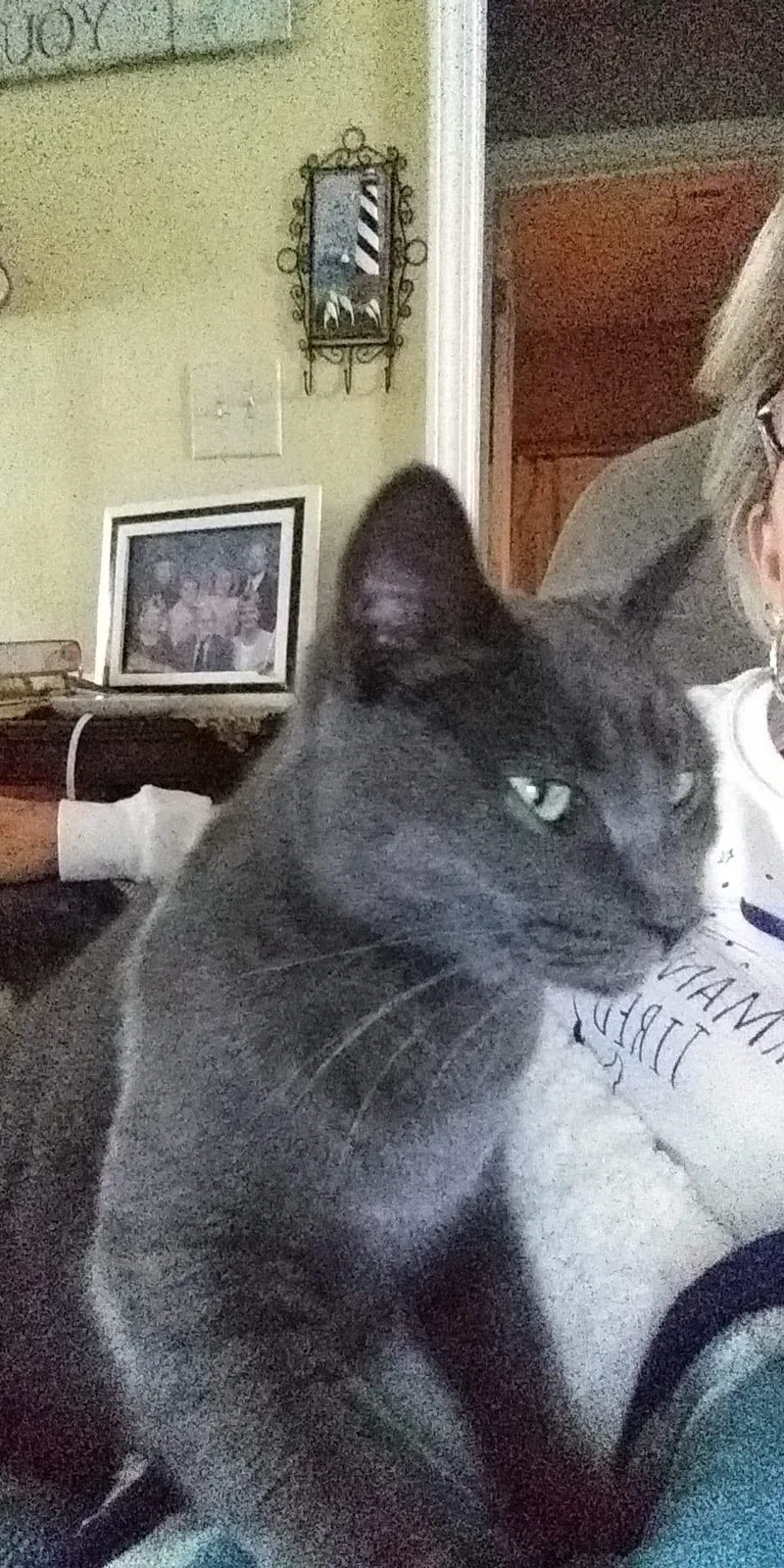 Lost cat in Townville, SC, 29689