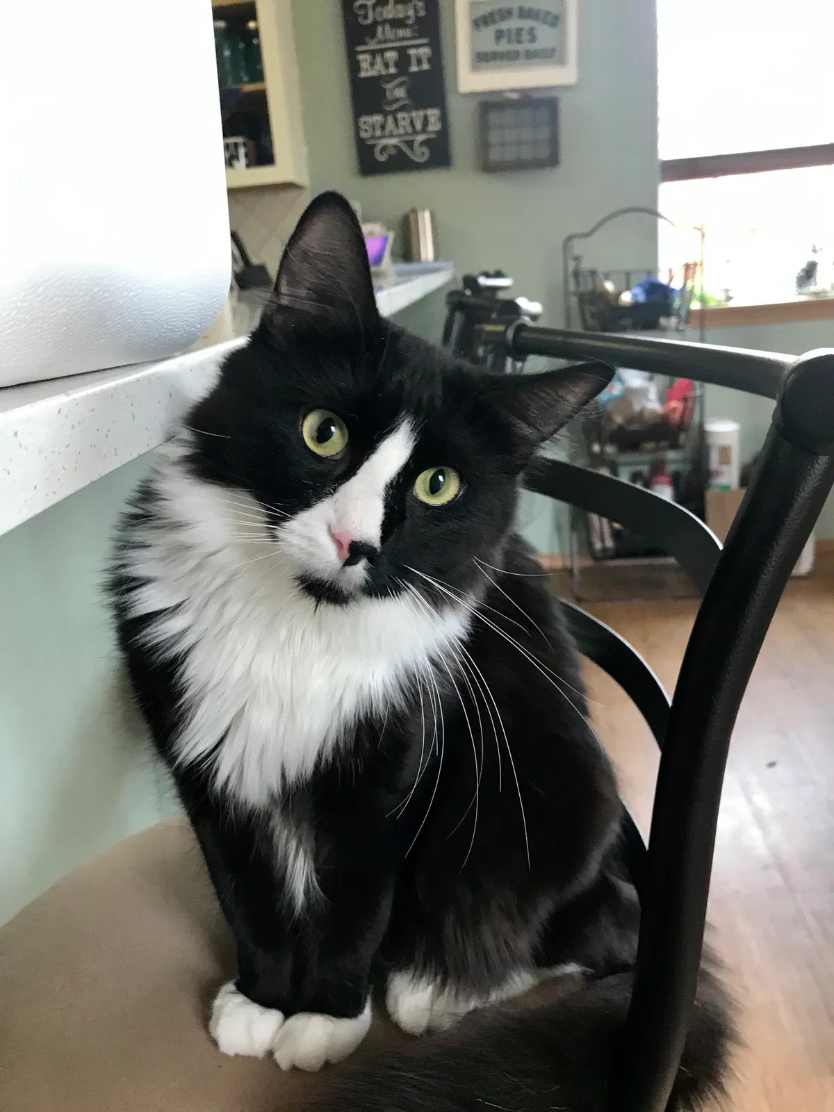Lost cat in Portland, OR, 97211