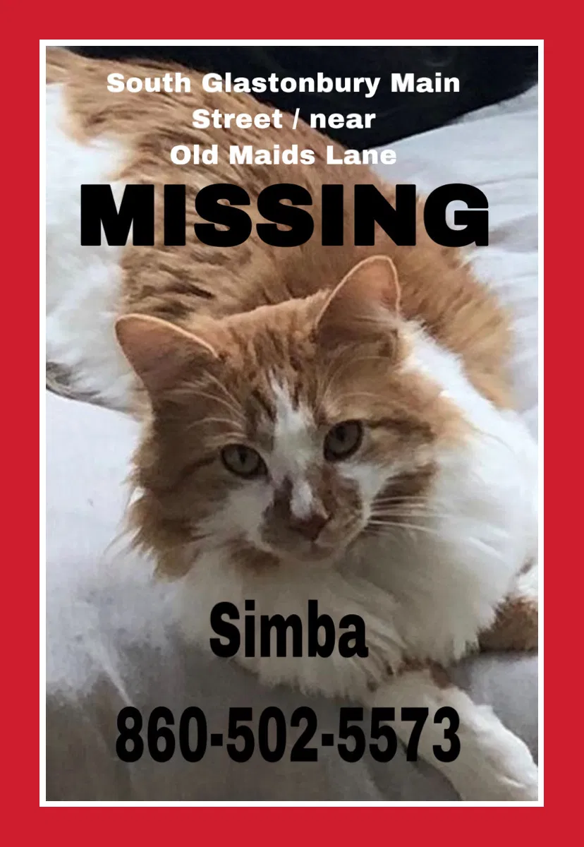 Lost cat in South Glastonbury, CT, 6073
