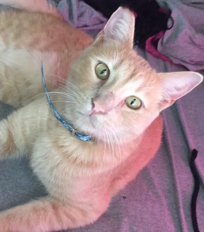 Lost cat in San Diego, CA, 92130
