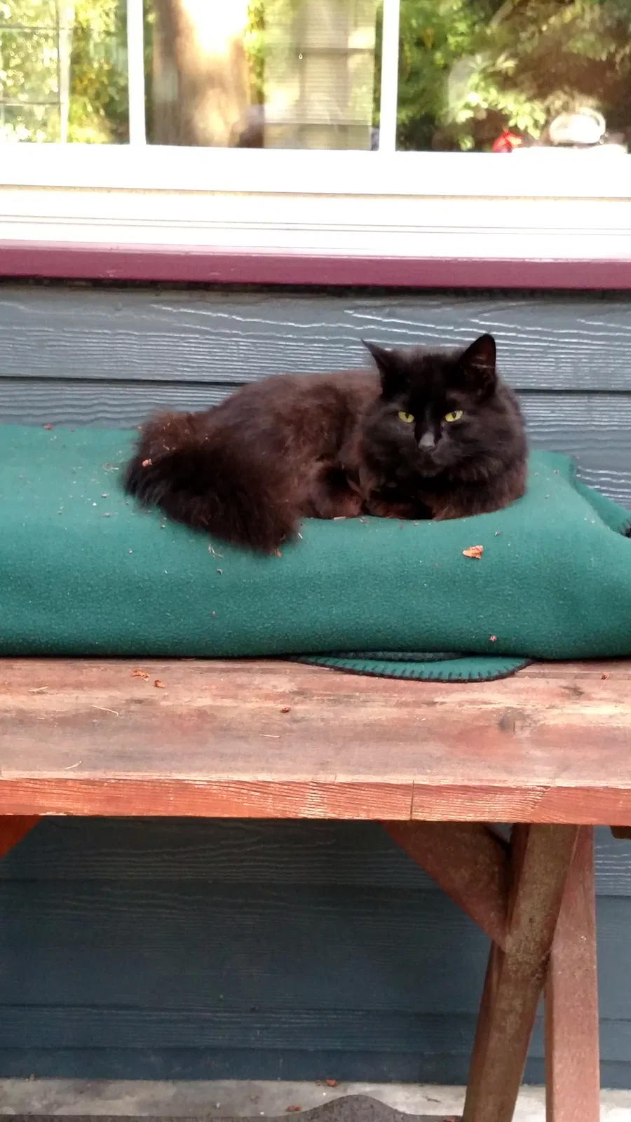 Lost cat in Bellevue, WA, 98004