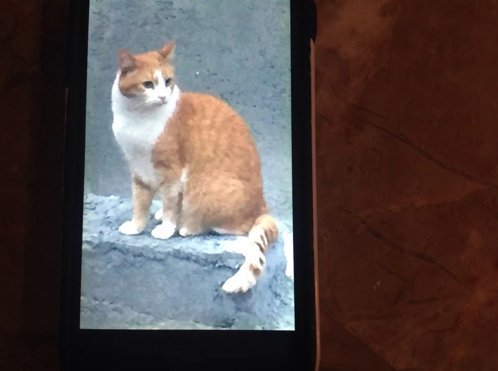 Lost cat in Mooresville, NC, 28117