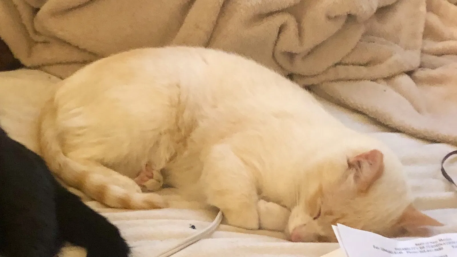 Lost cat in Albuquerque, NM, 87111