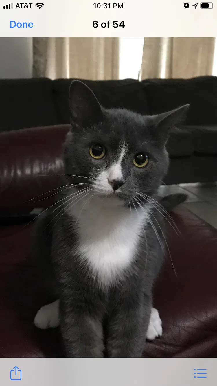 Lost cat in Deltona, FL, 32725