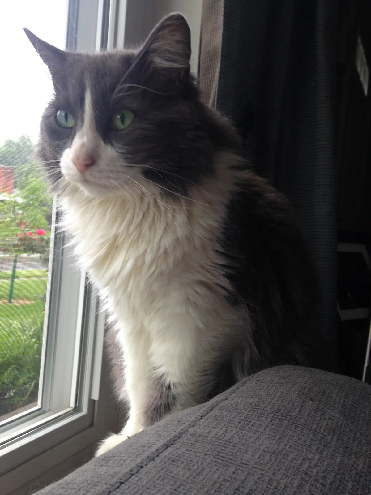 Lost cat in Cincinnati, OH, 45230