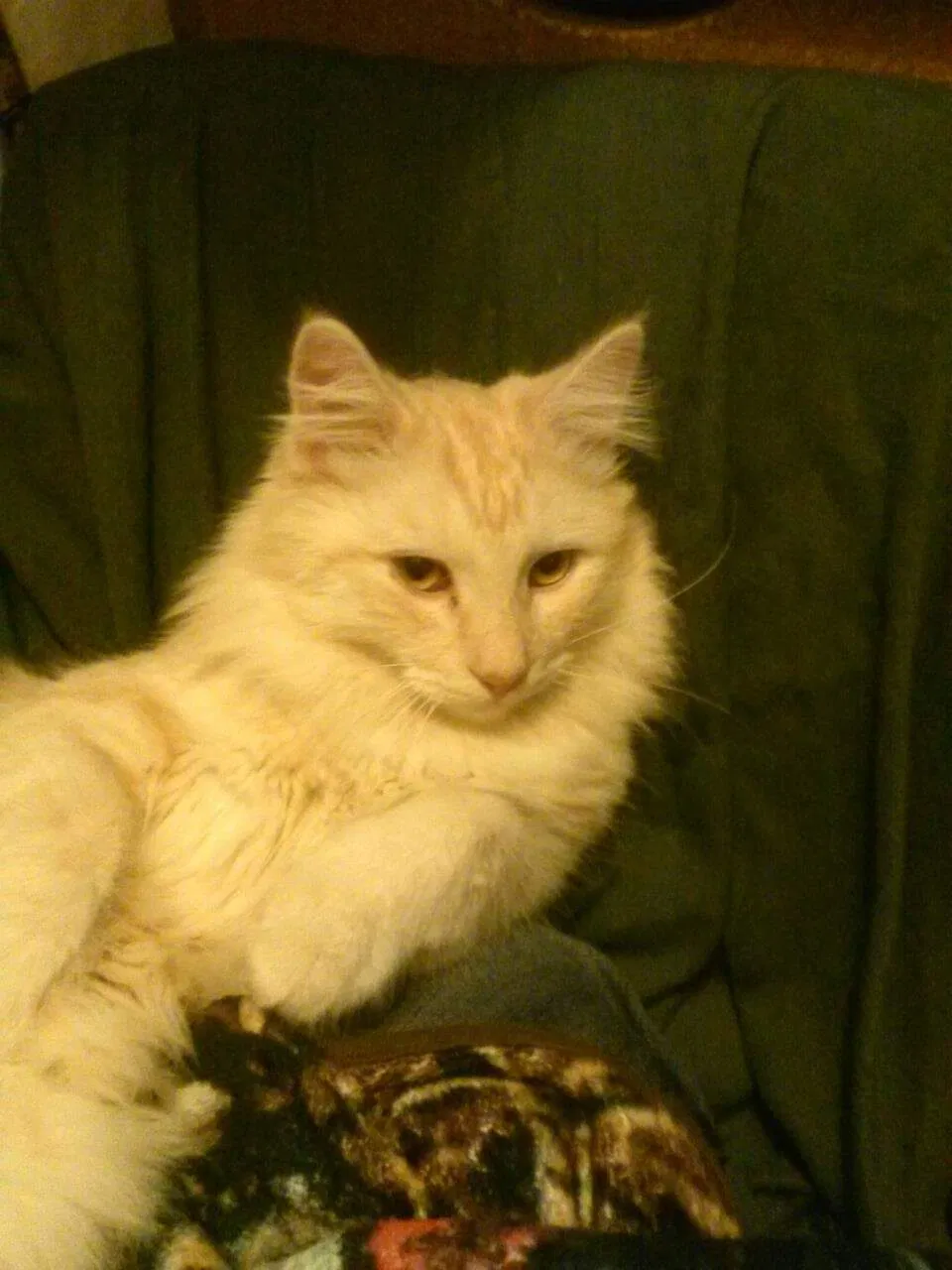 Lost cat in West Sacramento, CA, 95605