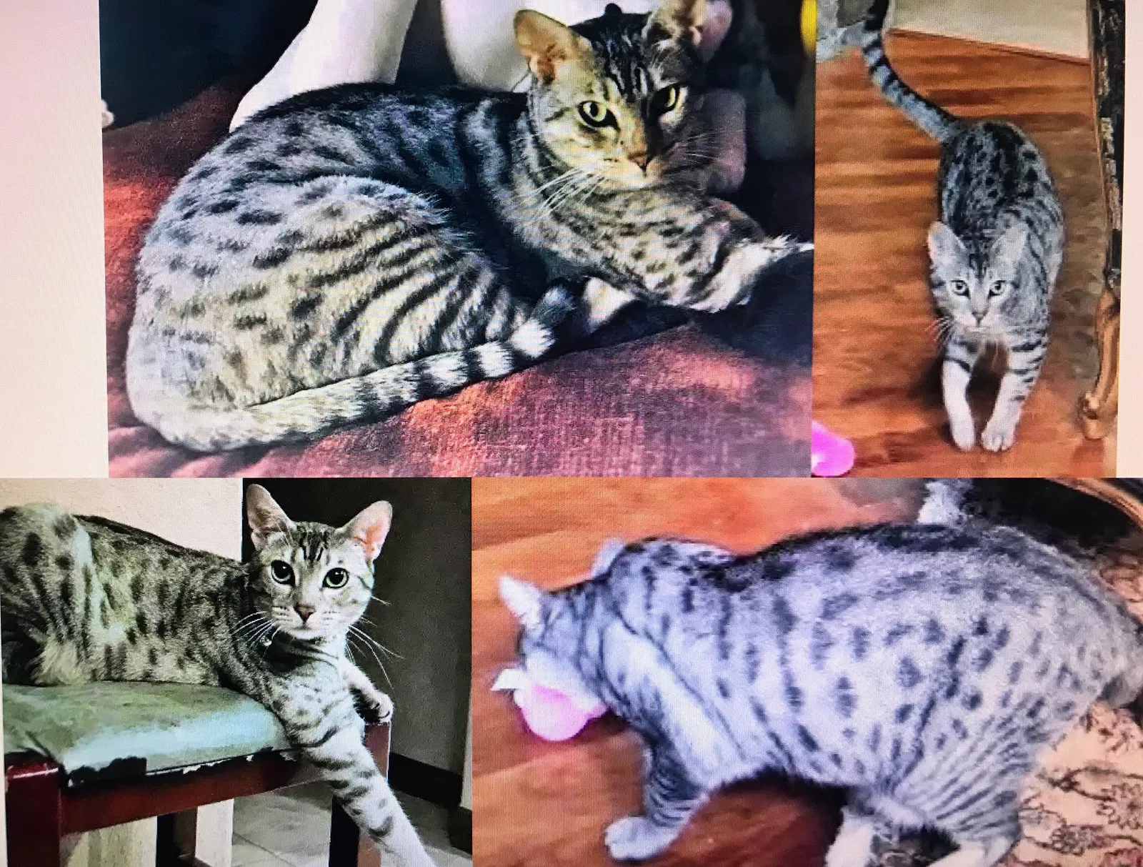 Lost cat in San Antonio, TX, 78261