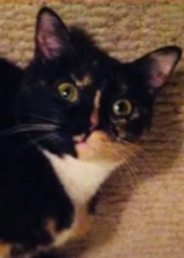 Lost cat in Peachtree City, GA, 30269