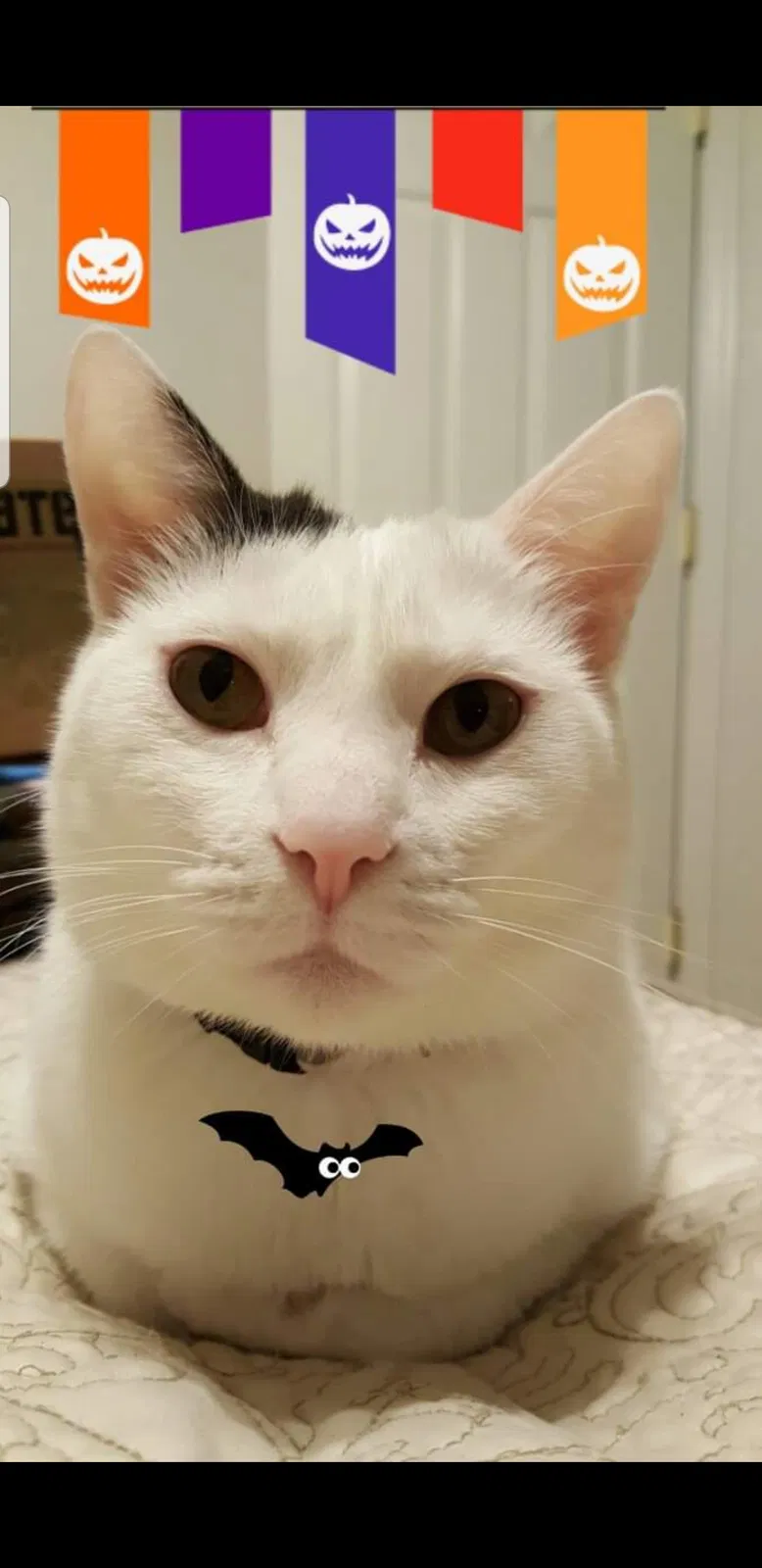 Lost cat in Fort Mohave, AZ, 86426