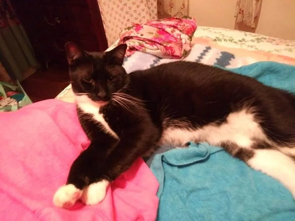 Lost cat in Grand Rapids, MI, 49505