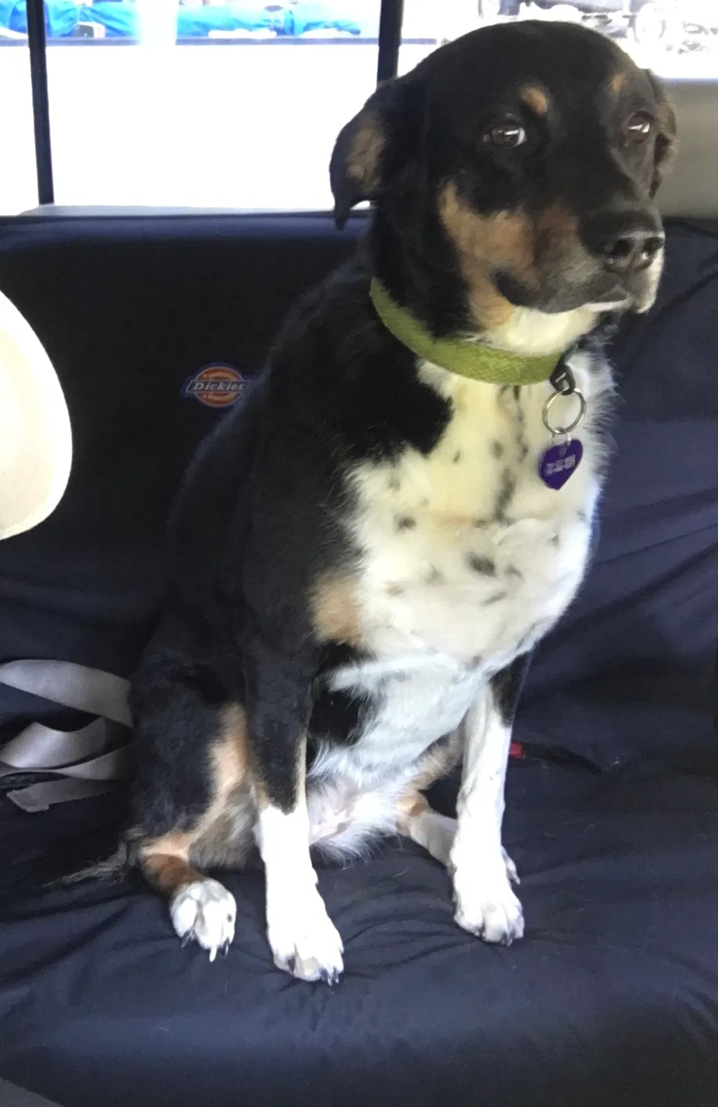 Lost dog in Lebanon, OR, 97355