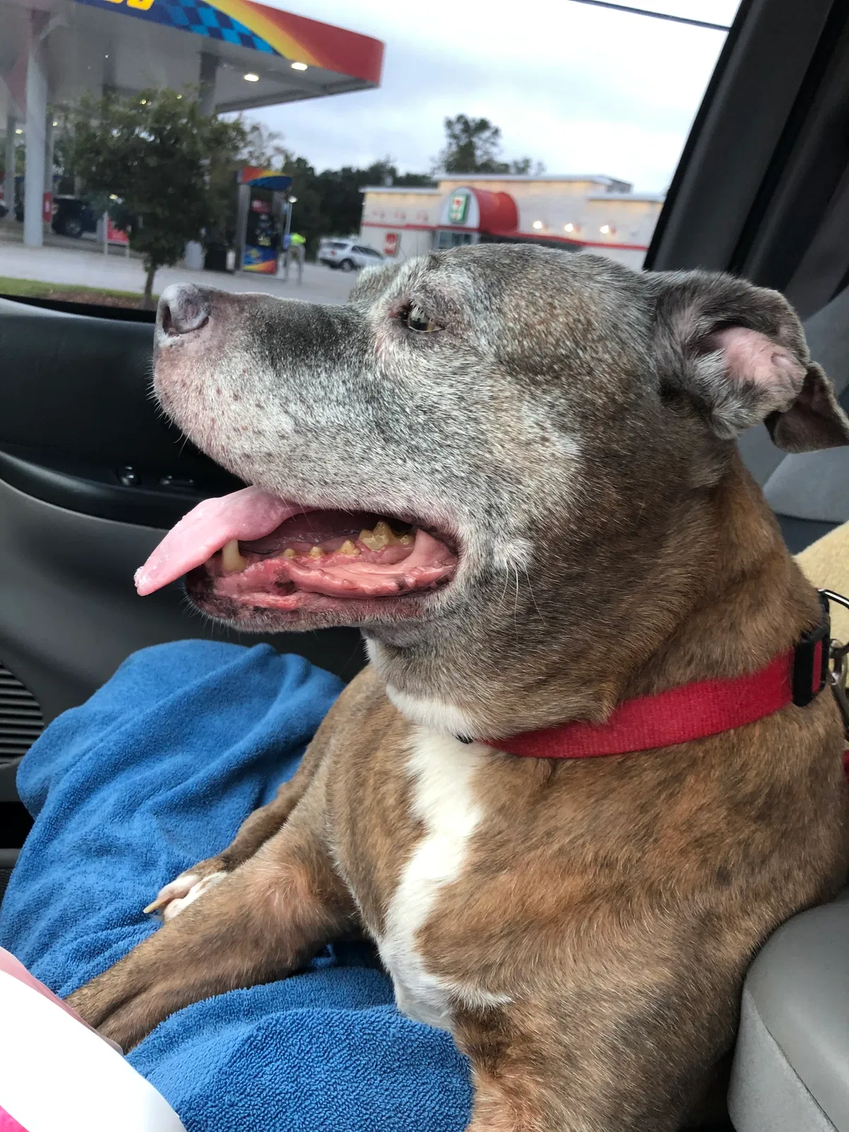 Lost dog in Summerville, SC, 29483