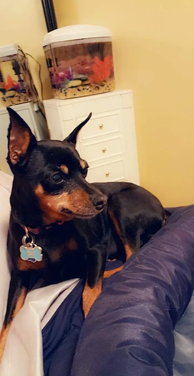 Lost dog in Locust Grove, GA, 30248