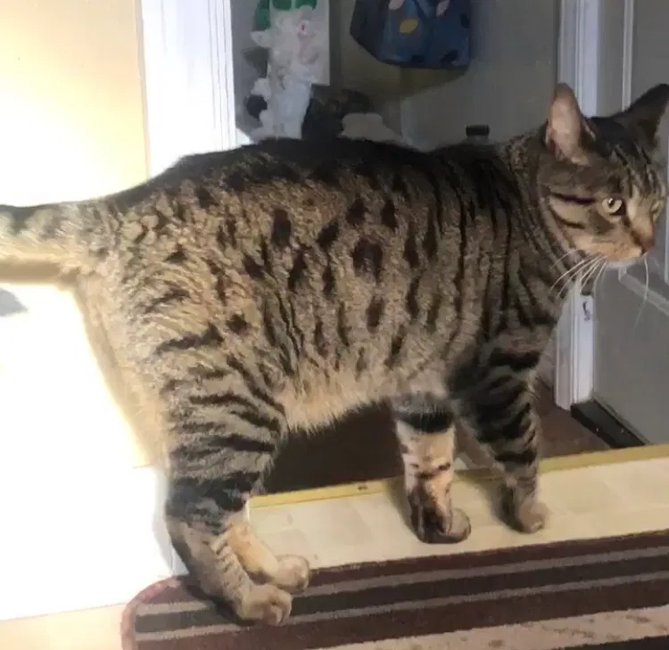 Lost cat in Milwaukee, WI, 53215