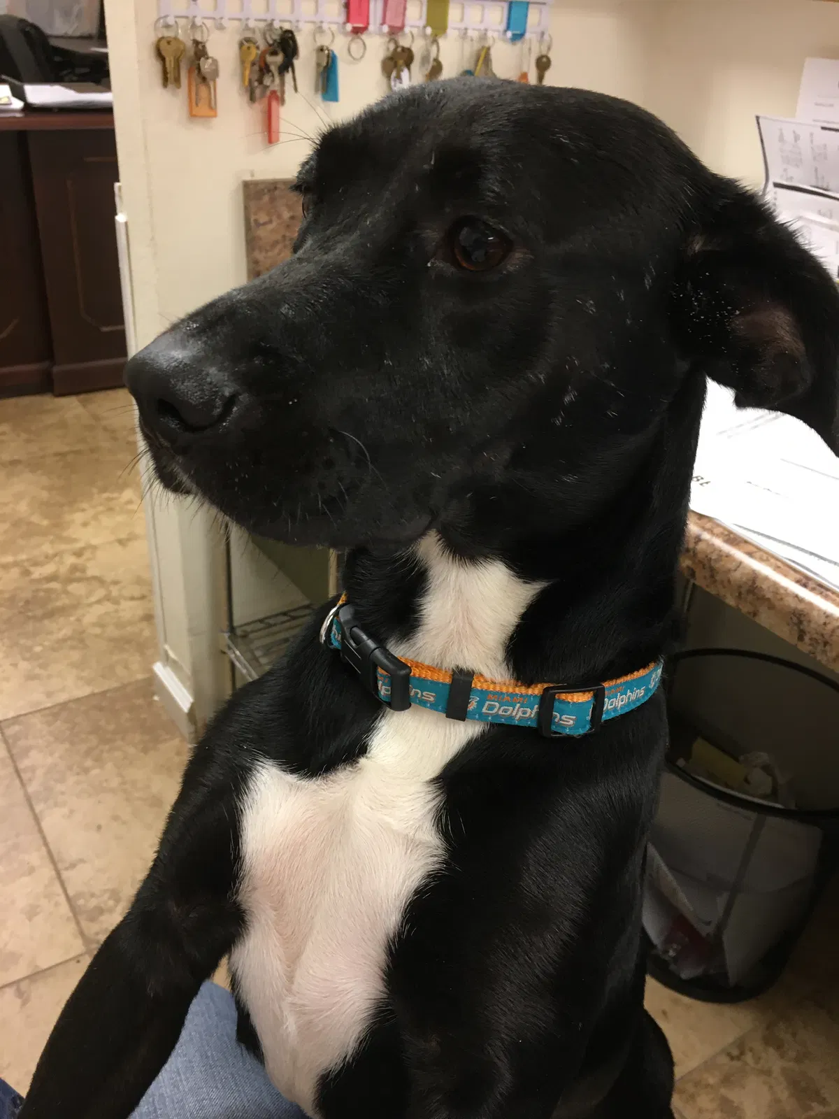Lost dog in Pensacola, FL, 32507