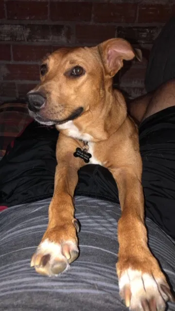 Lost dog in Saint Louis, MO, 63108