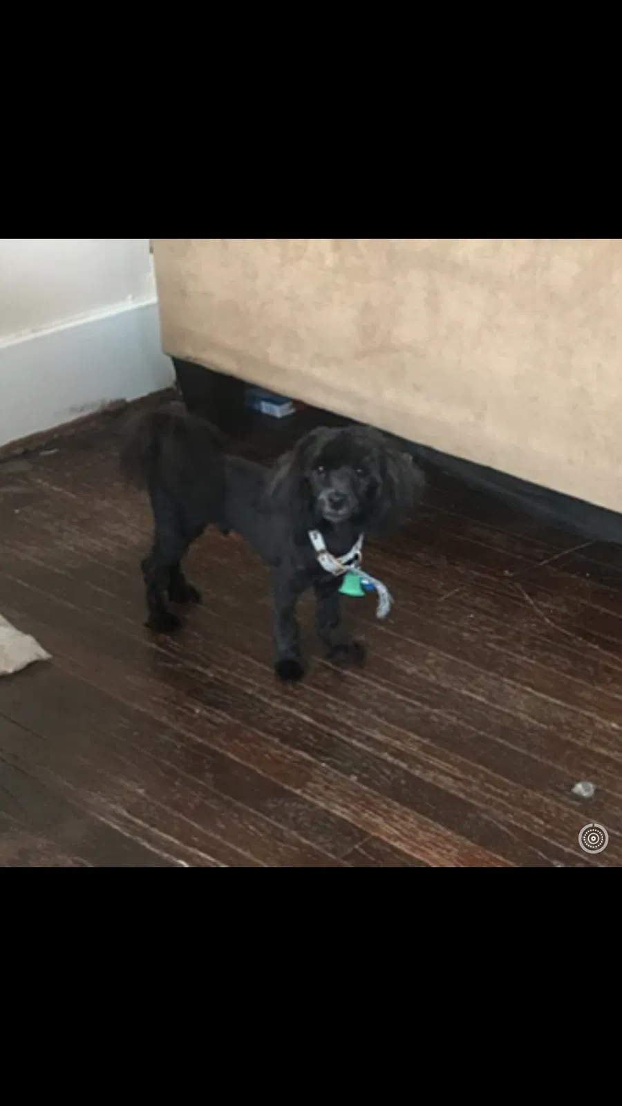 Lost dog in Detroit, MI, 48204