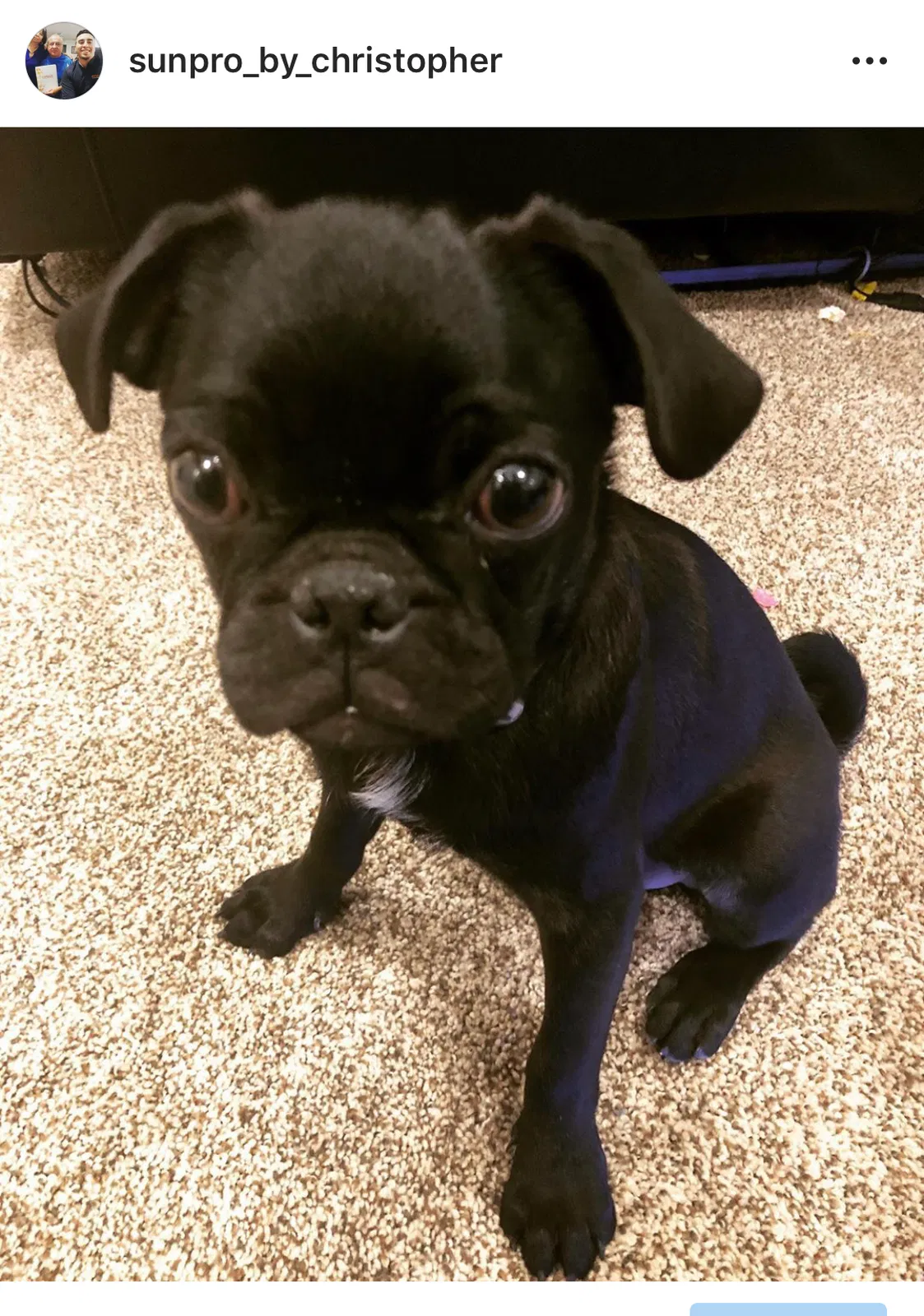Lost dog in El Paso, TX, 79938