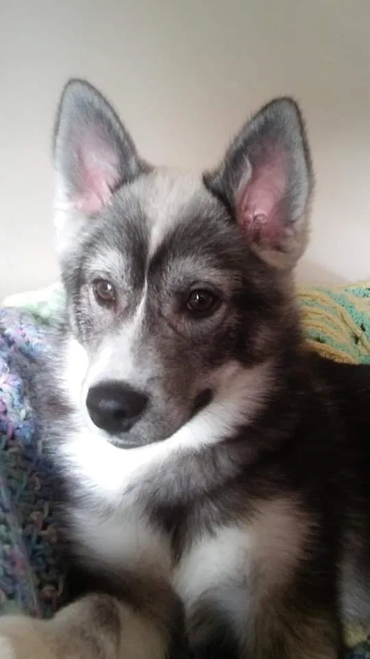 Lost dog in Newton, NJ, 7860
