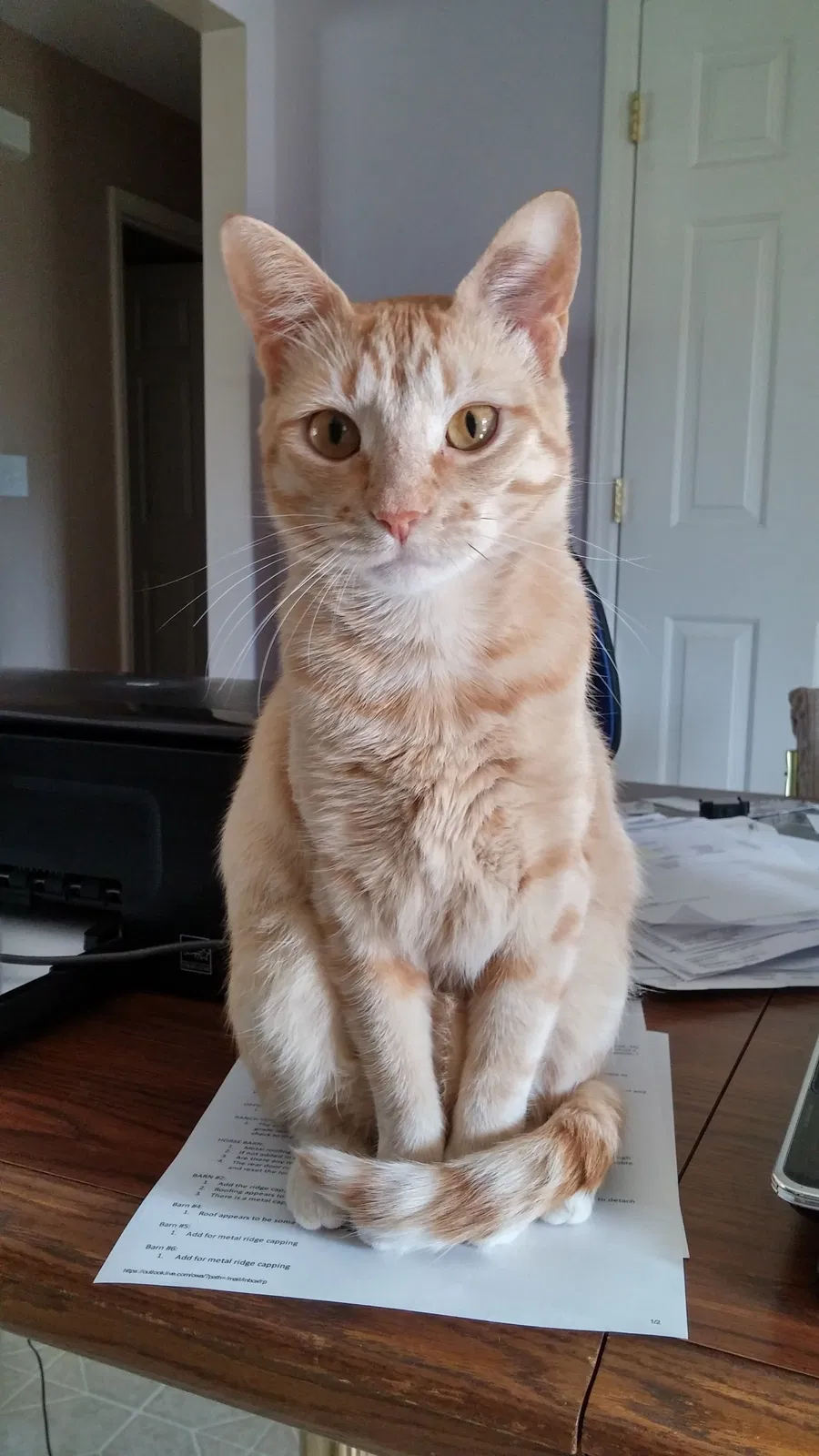 Lost cat in Catawba, NC, 28609