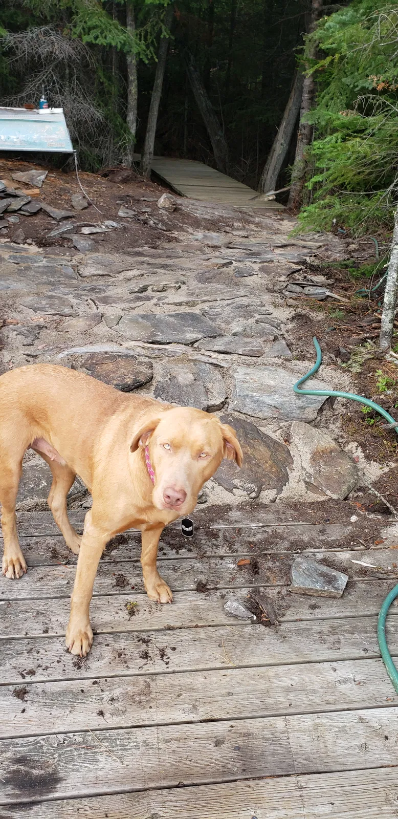 Lost dog in Hockley, TX, 77447
