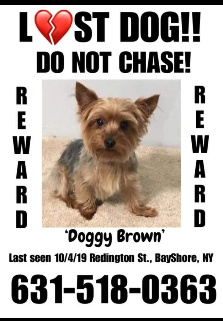 Lost dog in Bay Shore, NY, 11706